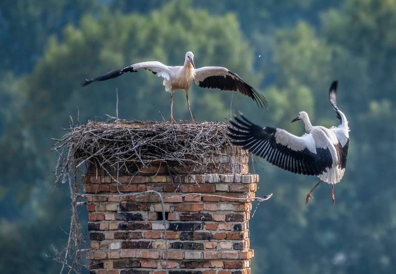 Expert Chimney Animal Removal in Salem, MA Professional Chimney Animal Removal Services in Salem, Massachusetts