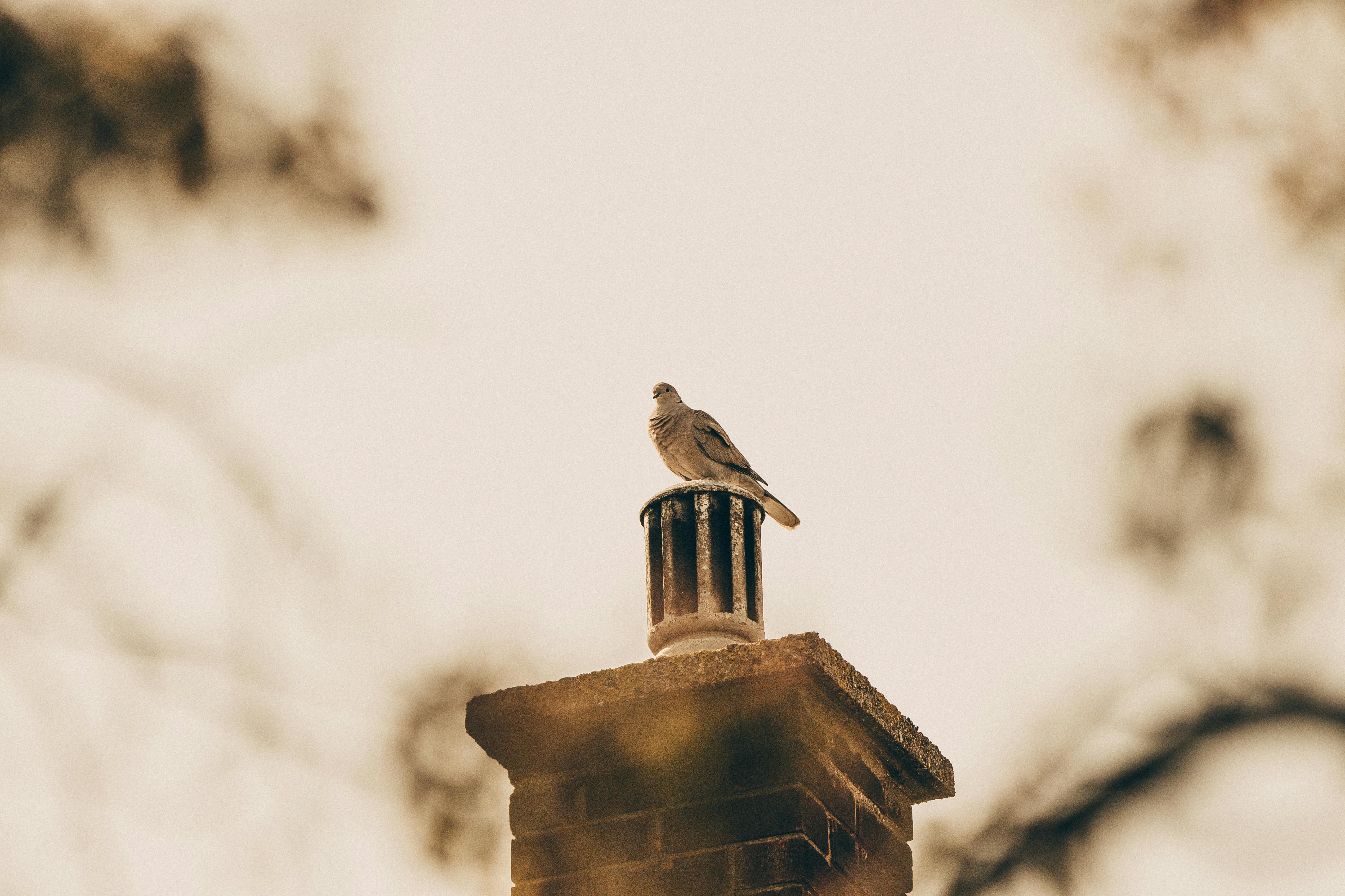 Quality Chimney Caps and Dampers Installation in Salem, MA Professional Chimney Cap and Damper In Salem Massachusetts